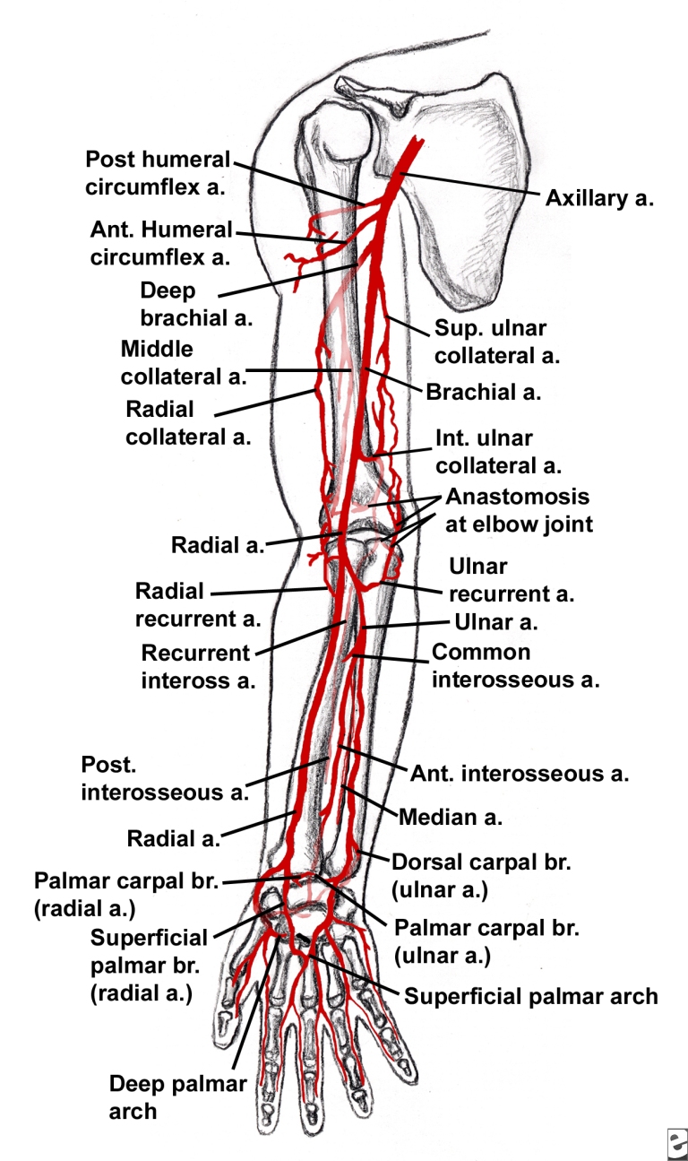 Кровообращение верхней конечности. Анатомия лучевой артерии на предплечье. Локтевая плечевая лучевая артерии анатомия. Схема кровоснабжения верхней конечности. Лучевая и локтевая артерии схема.